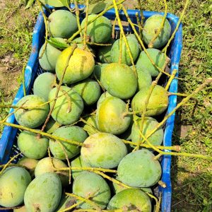 ১১ কেজি বাগানের প্রিমিয়াম হিমসাগর আম